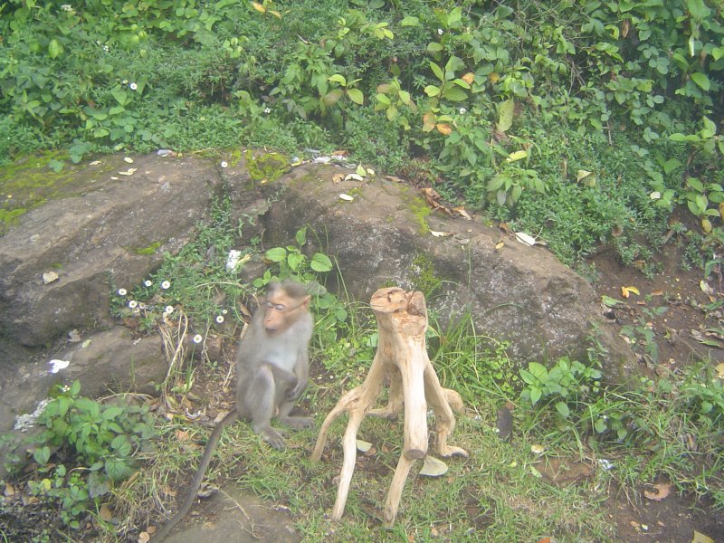 Cool Monkey @ ooty - sleeping